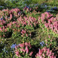 Ковер первоцветов в парке Таллина :: Aida10 