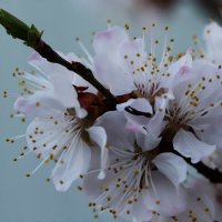 Цветение абрикоса :: Татьяна Салиева