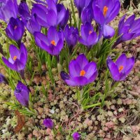 Крокусы просыпаются :: Татьяна Лютаева