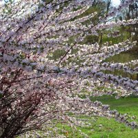 Цветущий апрель :: Рита Симонова