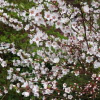 Цветущий апрель :: Рита Симонова