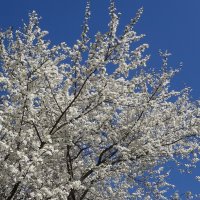 Цветущий апрель :: Рита Симонова