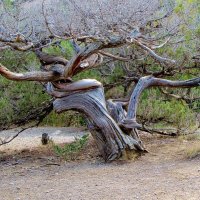 .."жизни после смерти нет"...угасший  навсегда можжевельник... :: galalog galalog