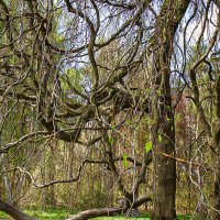 Растрепа. :: Lucy Schneider 