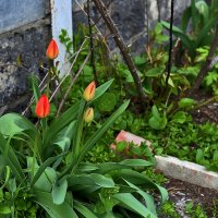 Тюльпаны :: Юрий Гайворонскiий