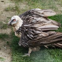 Бородач :: SanSan 