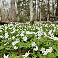 Ветреница в лесу. :: Валерия Комова