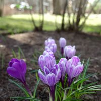 Весна :: ВЛАДИМИР 