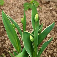 Тюльпаны на подходе :: Светлана 