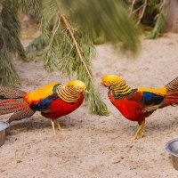 противостояние фазанов :: Аркадий Лаптенко