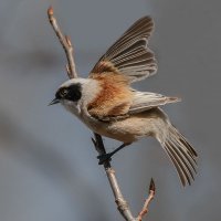 Ремез. :: Николай Ловец