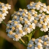 Тысячелистник обыкновенный :: Лилия 