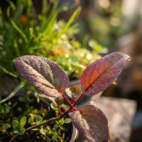 Росток яблоньки :: Лилия 