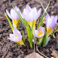 Первые цветы :: Сергей Ц