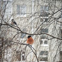 снегири :: Александр 