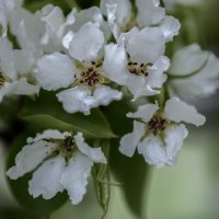 Мотыльки. :: Николай 