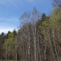 Нежность весеннего леса. :: Люба 