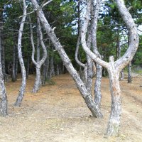 Танцующий лес :: Геннадий Валеев