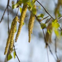 ... :: Елена Пономарева