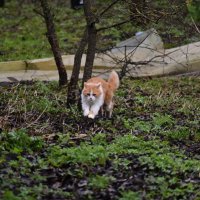 кис кис :: Константин Сафронов