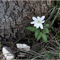 Апрель... :: Aquarius - Сергей