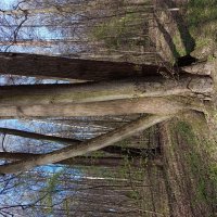 Апрельское :: Андрей Лукьянов