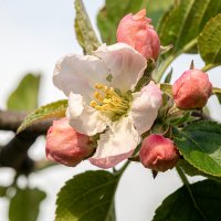 Всевышний удивляет красотой... :: Валерий Басыров