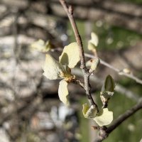 Весна. :: Pippa 