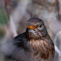 Черный дрозд (самка) :: Владимир Лазарев