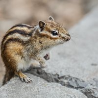 Бурундук :: SanSan 