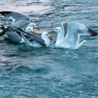 В водах Байкала :: Любовь Сахарова