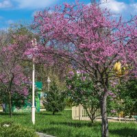 Багряник :: Игорь Сикорский