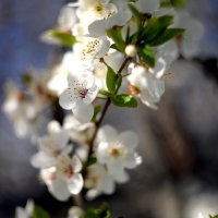 весна-2026 :: Георгий Никонов