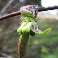 Жимолость набирает бутоны :: Людмила Смородинская