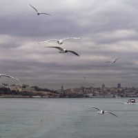 Птички летят :: skijumper Иванов