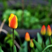 Тюльпаны :: Юрий Гайворонскiий