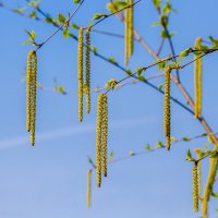 Весенние зарисовки ... :: Ravile 