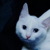 Ура ! :: kolyeretka 