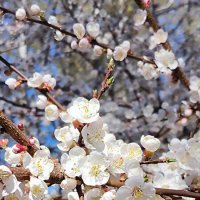 Время цветения. :: Ольга 