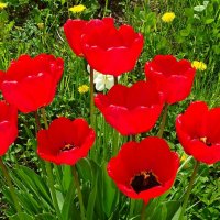 Тюльпаны на городской клумбе. :: Милешкин Владимир Алексеевич 