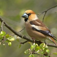 ... :: Вячеслав Минаев