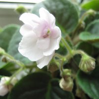 Фиалка :: Елена Семигина