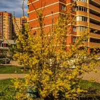 Куст форзиции. :: Петр Беляков