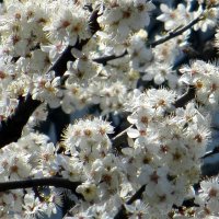 Апрель... :: Татьяна Львова