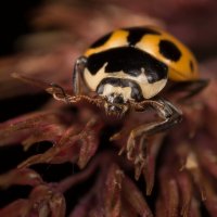 Божья коровка. Из старенького :: Игорь Шевченко