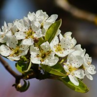 Доброе утро :: Юрий. Шмаков