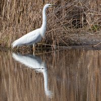 Белая цапля. :: Геннадий Порохов