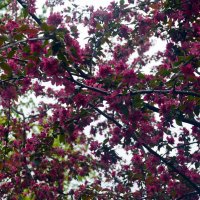 Весна. Дрова заколосились. :: Юрий Словецкий