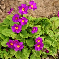 Такая разная примула :: Светлана 