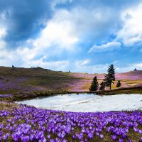 Крокусы :: Сергей Титов